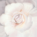 Lavender-Pink-Enchanting-Bloom-_1CC-copy-150x150