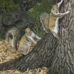 Squirrels watercolor