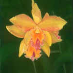 orchid-150x150